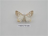 藏品(尺蛾328)的圖片